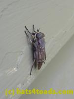 /home//u458753944/public_html/sourcegallery//Insects and small critters/flies (Diptera)/P1040892.JPG